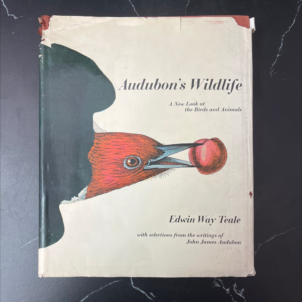 audubon's wildlife book, by edwin way teale, 1964 Hardcover, Vintage image 1