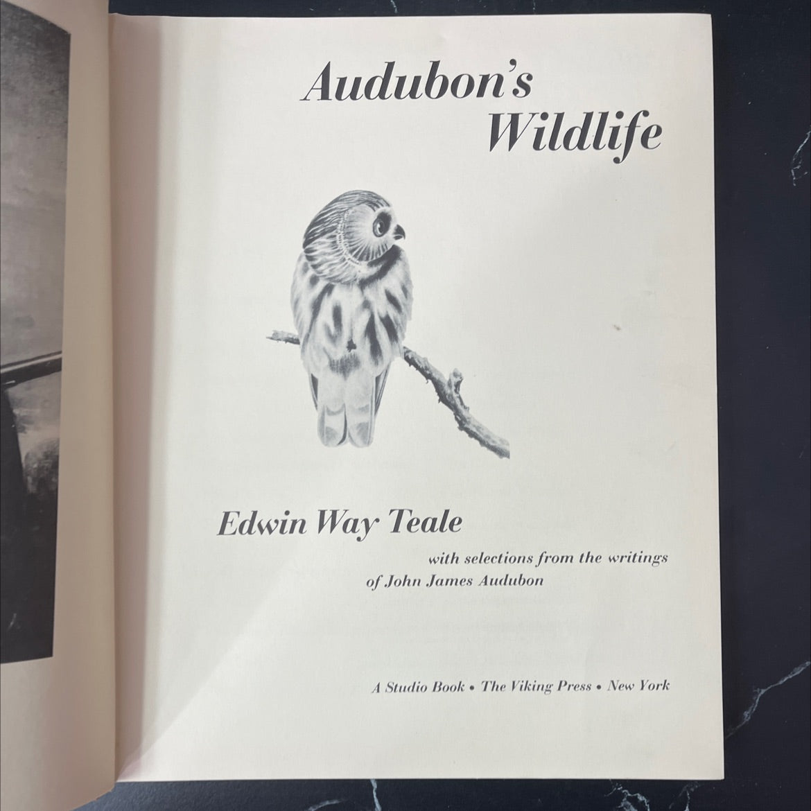 audubon's wildlife book, by edwin way teale, 1964 Hardcover, Vintage image 2