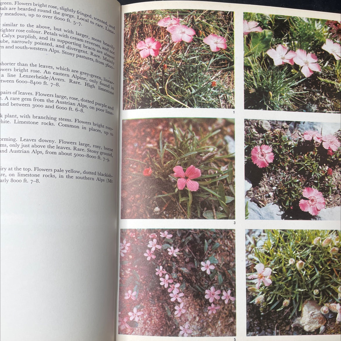 european alpine flowers in colour book, by T. P. Barneby, 1967 Hardcover, Vintage image 4