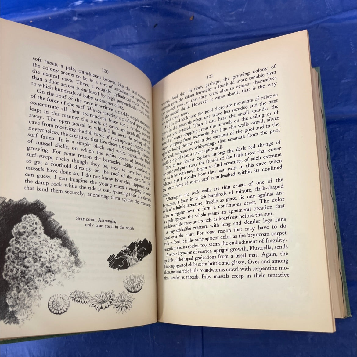 the edge of the sea book, by rachel carson, 1955 Hardcover image 4