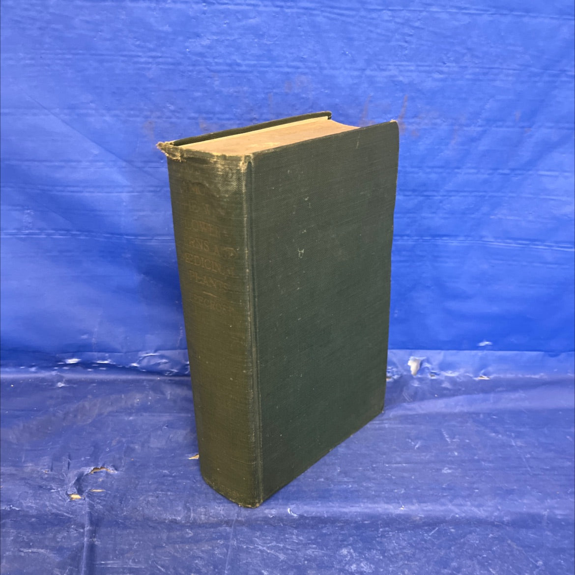 who's who among the wild flowers and ferns book, by w. i. beecroft, 1919 Hardcover image 2