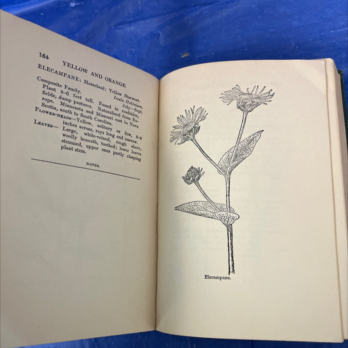 who's who among the wild flowers and ferns book, by w. i. beecroft, 1919 Hardcover image 4