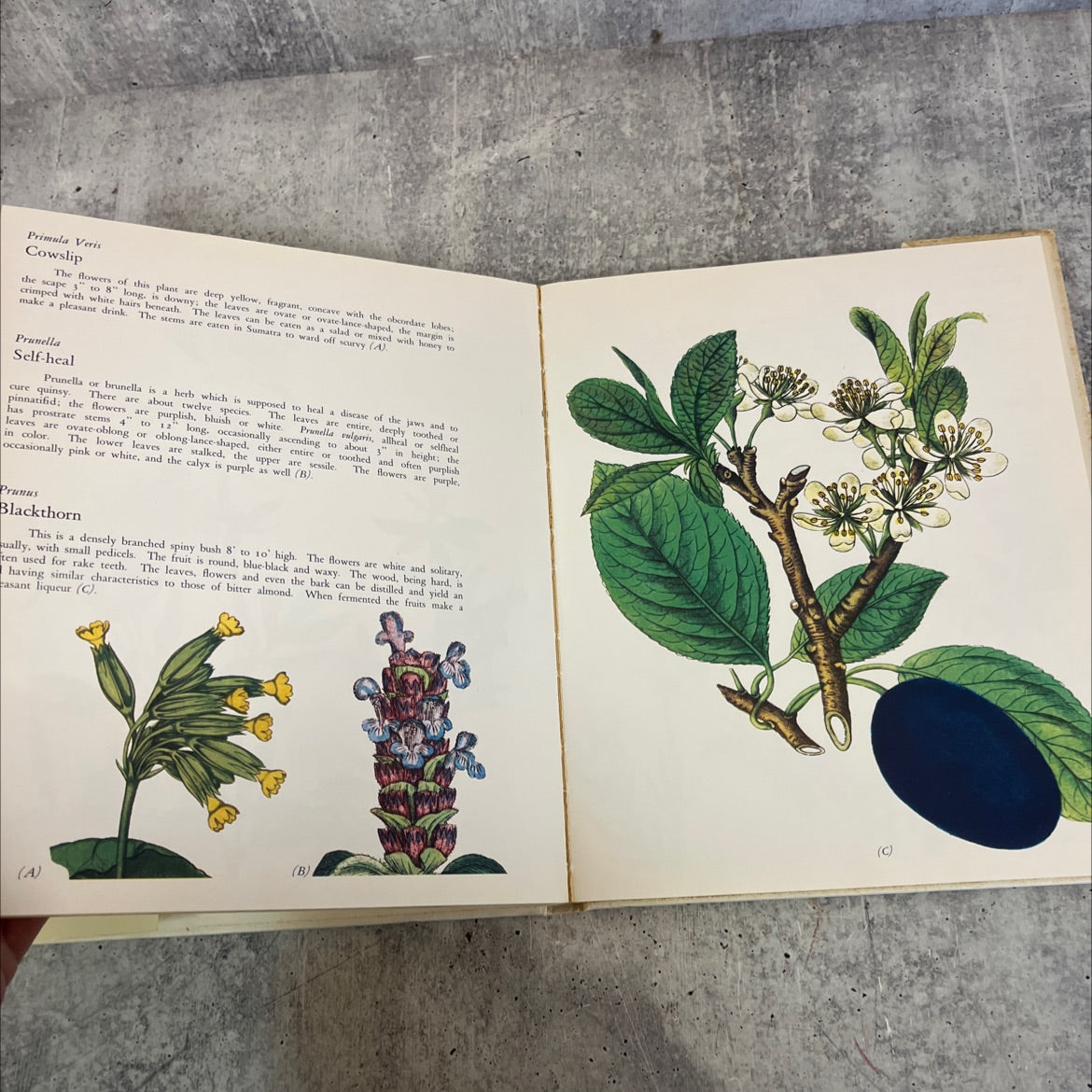 wild flowers engravings by redouté besler and several artists book, by Matthias Hermann, 1973 Hardcover image 4