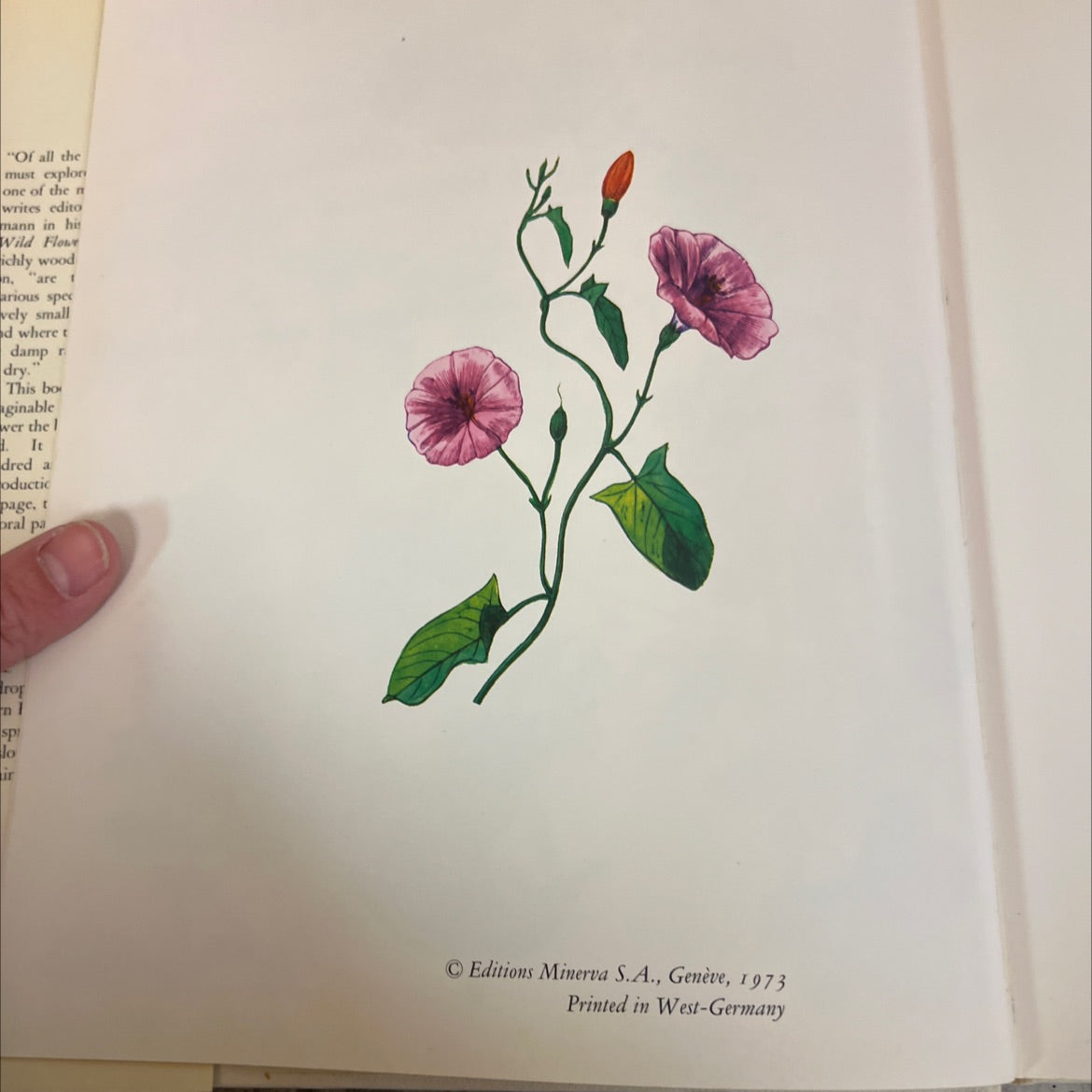 wild flowers engravings by redouté besler and several artists book, by Matthias Hermann, 1973 Hardcover image 3